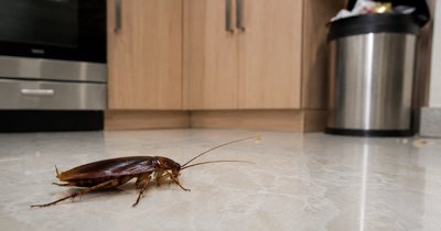 Kakerlaken bekämpfen: Welche Lösungen helfen gegen einen Befall?